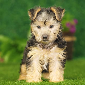 Cain, a male Yorkshire Terrier puppy for sale at Blue Sky Puppies Nashville TN