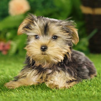 Twinkie, a female Yorkshire Terrier puppy for sale at Blue Sky Puppies Nashville TN