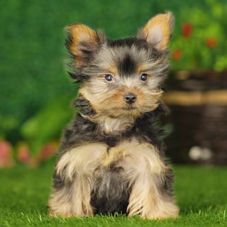 Camilla, a female Yorkshire Terrier puppy for sale at Blue Sky Puppies Nashville TN