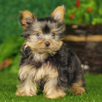 Camilla, a female Yorkshire Terrier puppy for sale at Blue Sky Puppies Nashville TN