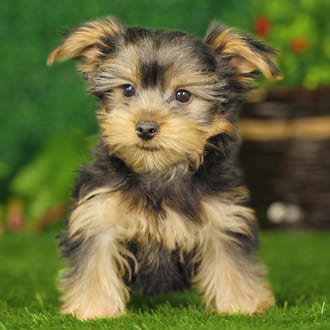 Winston, a male Yorkshire Terrier puppy for sale at Blue Sky Puppies Nashville TN