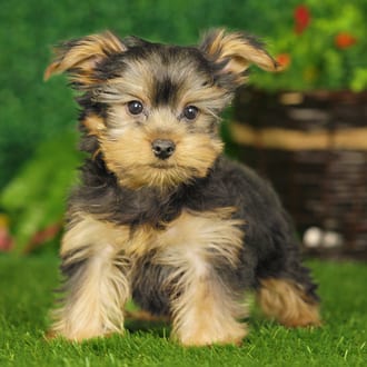 Winston, a male Yorkshire Terrier puppy for sale at Blue Sky Puppies Nashville TN