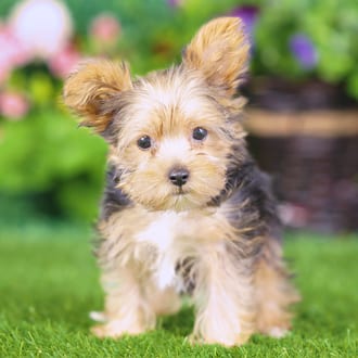 Morgan, a female Yorkshire Terrier puppy for sale at Blue Sky Puppies Nashville TN