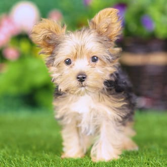 Morgan, a female Yorkshire Terrier puppy for sale at Blue Sky Puppies Nashville TN