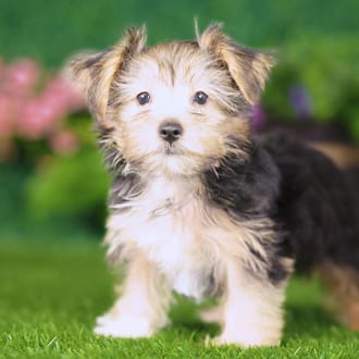 Snoopy, a male Yorkshire Terrier puppy for sale at Blue Sky Puppies Nashville TN