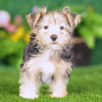 Snoopy, a male Yorkshire Terrier puppy for sale at Blue Sky Puppies Nashville TN