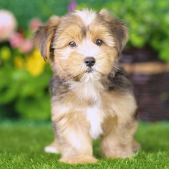 Ash, a male Yorkshire Terrier puppy for sale at Blue Sky Puppies Nashville TN