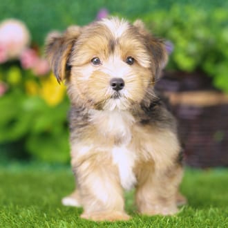 Ash, a male Yorkshire Terrier puppy for sale at Blue Sky Puppies Nashville TN