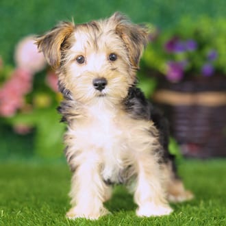 Beta, a male Yorkshire Terrier puppy for sale at Blue Sky Puppies Nashville TN