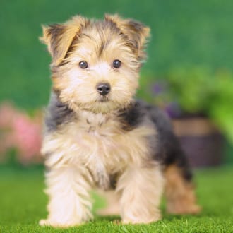 Albert, a male Yorkshire Terrier puppy for sale at Blue Sky Puppies Nashville TN