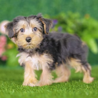 Ernie, a male Yorkshire Terrier puppy for sale at Blue Sky Puppies Nashville TN