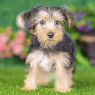 Ernie, a male Yorkshire Terrier puppy for sale at Blue Sky Puppies Nashville TN