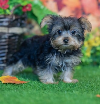 Barton, a male Yorkshire Terrier puppy for sale at Blue Sky Puppies Nashville TN