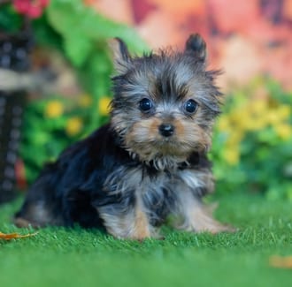 Misty, a female Yorkshire Terrier puppy for sale at Blue Sky Puppies Nashville TN