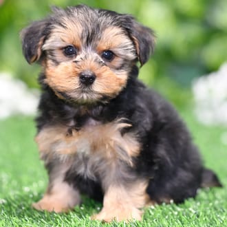 Wesley, a male Yorkshire Terrier puppy for sale at Blue Sky Puppies Orlando FL