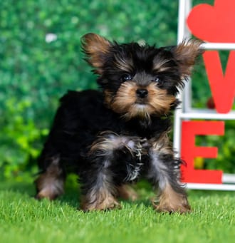 Nash, a male Yorkshire Terrier puppy for sale at Blue Sky Puppies Nashville TN
