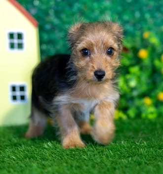 Chewy puppy images