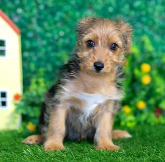 Chewy puppy images