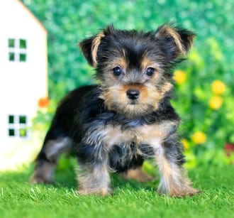 Duchess puppy images
