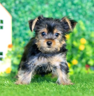 Duchess puppy images