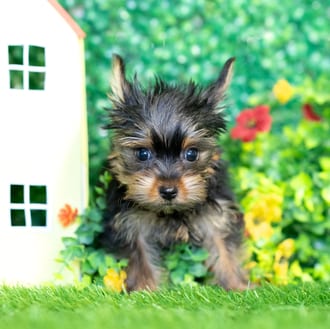 Abigail puppy images