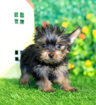 Abigail puppy images