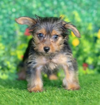 Scrappy puppy images
