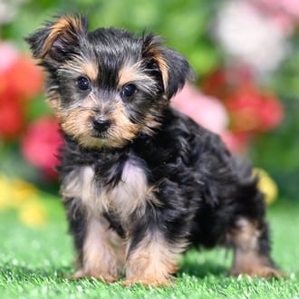 Cedric, a male Yorkshire Terrier puppy for sale at Blue Sky Puppies Orlando FL