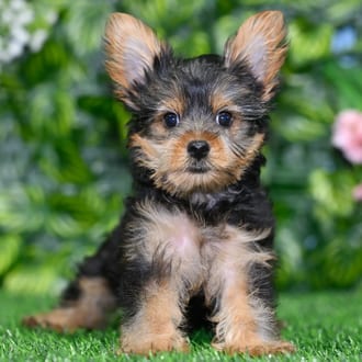 Jonas puppy images