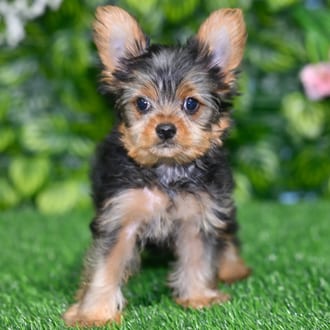Ricky puppy images