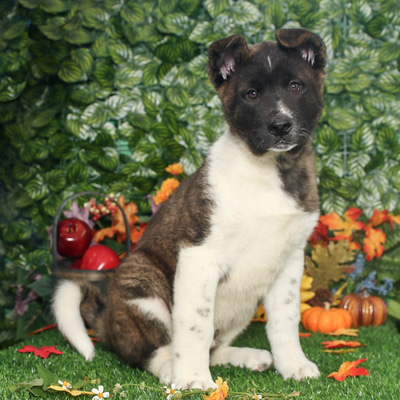 Large breed dogs for sale near me top
