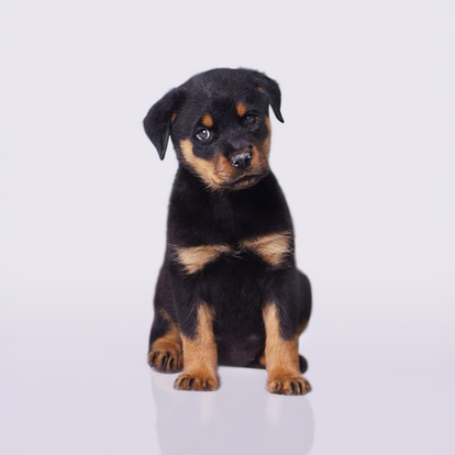 Rottweiler dog shop near me on sale