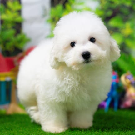 Bichonpoo puppy named Clark