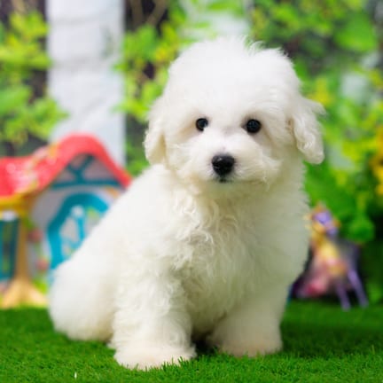 Bichonpoo puppy named Clark