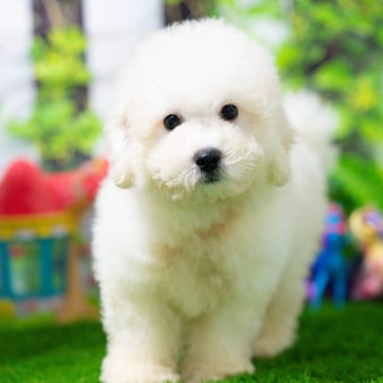 Bichonpoo puppy named Alex