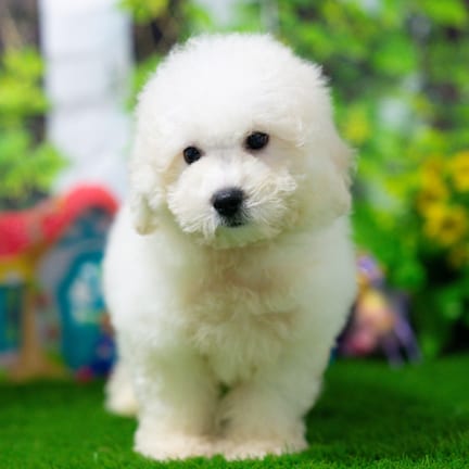 Bichonpoo puppy named Alex