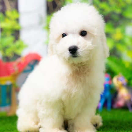 Bichonpoo puppy named Alex