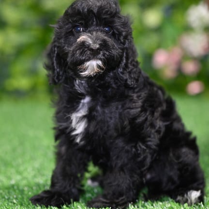 Cavapoo puppy named Byron