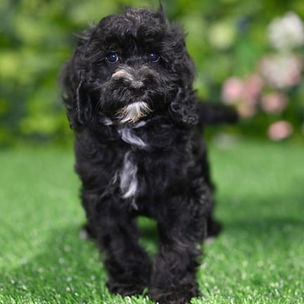 Cavapoo puppy named Byron