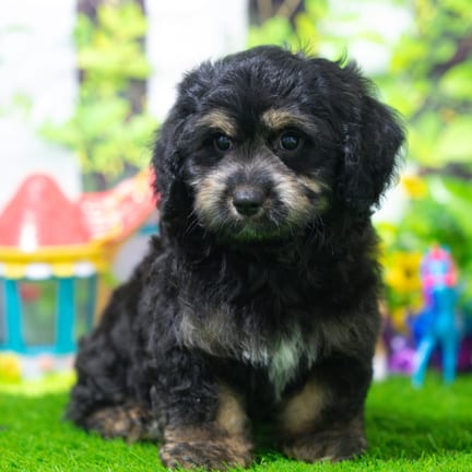 Cavapoo puppy named Griffin
