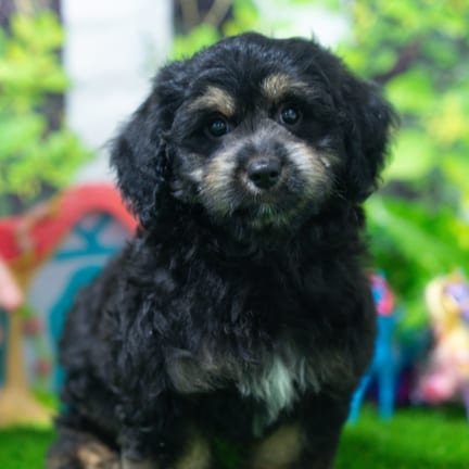 Cavapoo puppy named Griffin