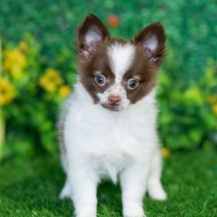 Chihuahua puppy named Vernon