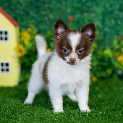 Chihuahua puppy named Vernon