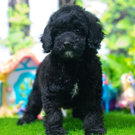 Cockapoo F1B puppy named Kimono