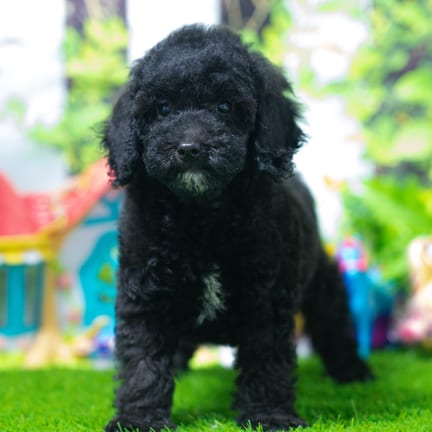 Cockapoo F1B puppy named Kimono