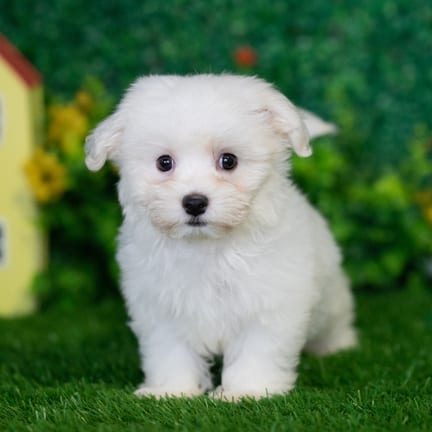 Havanese puppy named Aspen