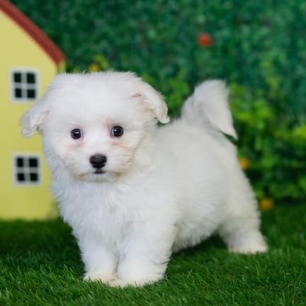 Havanese puppy named Aspen