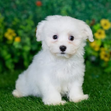Havanese puppy named Aspen