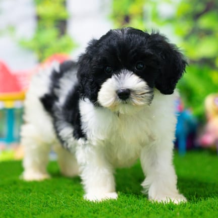 Havapoo puppy named Basil