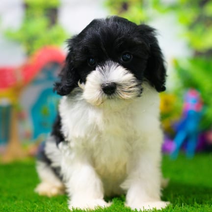 Havapoo puppy named Basil